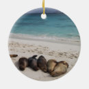 Suche nach seelöwen ornamente Galapagos