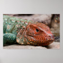 Suche nach roter kopf poster Tiere