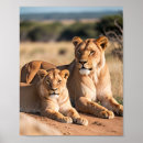 Suche nach lioness poster Löwe