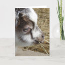 Suche nach babyziege karten Niedlich