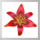Suche nach lilium poster Lilie