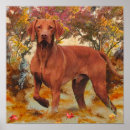 Suche nach vizsla poster Herbst