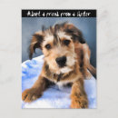Suche nach zucht postkarten Hunde