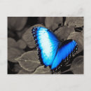 Suche nach florida vogel postkarten Blume