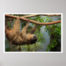 Suche nach sloth poster Niedlich