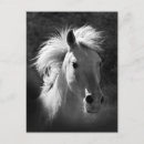Suche nach schwarzes pferd postkarten Western