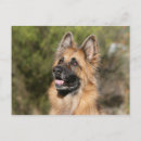 Suche nach deutscher schaferhund postkarten Headshot