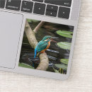 Suche nach kingfisher aufkleber Vogelvogel