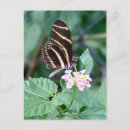 Suche nach zebra foto postkarten Fotografie