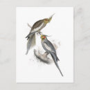 Suche nach edward lear postkarten Papagei