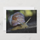 Suche nach schnecke muschel postkarten Natur