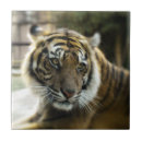 Suche nach könig des dschungels fliesen Katze