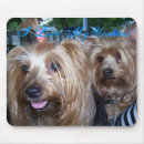 Suche nach yorkie hund mousepads Yorkies