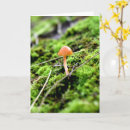 Suche nach flechten postkarten Moose