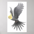 Suche nach cockatiel poster Kakadu