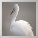 Suche nach vogelbilder poster Natur