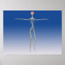 Suche nach menschliches nervensystem poster Digital generiertes bild