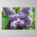 Suche nach französischer lavendel poster Lila