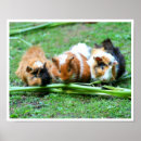 Suche nach meerschweinchen poster Cavy