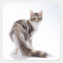 Suche nach maine coon aufkleber Niedlich