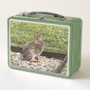 Suche nach kaninchen brotdosen Tierwelt