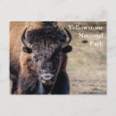 Suche nach bison postkarten Nationalpark