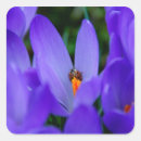 Suche nach krokus aufkleber Blau