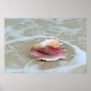 Suche nach meeresschnecke poster Strand