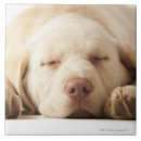 Suche nach gelber labrador fliesen Tier