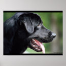 Suche nach labrador hunde poster Hundeliebhaber