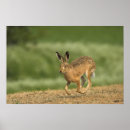 Suche nach wilder hase poster Braun