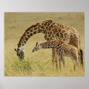 Suche nach giraffa camelopardalis poster Afrika