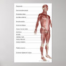 Suche nach muskulös poster Menschlich