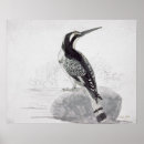 Suche nach schwarzer vogel poster Vögel