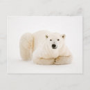 Suche nach wintertiere postkarten Eisbären