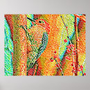 Suche nach specht poster Natur