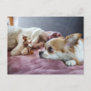Suche nach katze und hund postkarten Buch