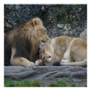 Suche nach lion poster Liebe