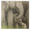 Suche nach asiatischer elefant fliesen Grasland