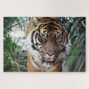 Suche nach foto tiger puzzle Wildtiere