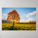 Suche nach große bäume poster Wald