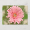 Suche nach rosa gänseblümchen postkarten Blüten