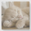 Suche nach babytier untersetzer Kätzchen