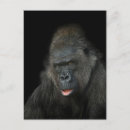 Suche nach gorillas postkarten Primate