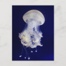 Suche nach jellyfish postkarten Meer