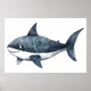 Suche nach hai poster Fisch