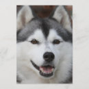 Suche nach husky einladungen Sibirischer husthund
