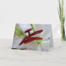 Suche nach weiße lilie karten Lilien