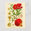 Suche nach granatäpfel postkarten Für alle