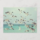 Suche nach vögel im flug postkarten Herde